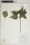 Ruellia brevifolia (Pohl) C. Ezcurra, Bolivia, I. G. Vargas C. 3362, F
