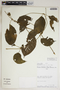 Mendoncia bivalvis (L. f.) Merr., Peru, P. Nuñez V. 5434, F