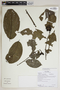 Annona glomerulifera (Maas & Westra) H. Rainer, Ecuador, G. Villa 377, F