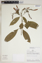 Sanchezia scandens (Lindau) Leonard & L. B. Sm., Peru, R. B. Foster 8790, F