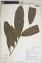 Duguetia hadrantha (Diels) R. E. Fr., Ecuador, K. Romoleroux 1852, F
