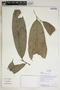 Duguetia spixiana Mart., Ecuador, K. Romoleroux 3232, F