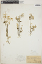 Croton ehrenbergii image