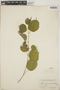 Croton flavescens Greenm., Mexico, D. H. LeSueur 1363, F