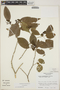 Croton glabellus L., Guatemala, E. Contreras 8453, F
