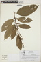 Croton glabellus L., Guatemala, M. García 1171, F