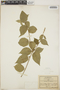 Croton francoanus image