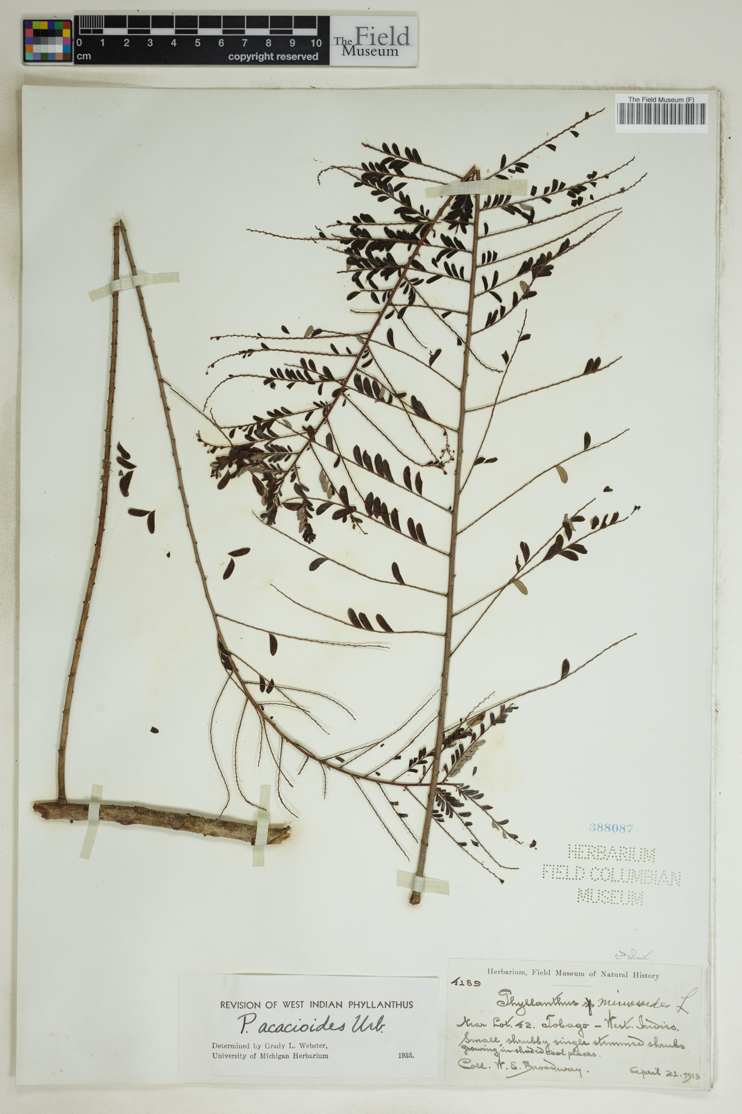 Phyllanthus acacioides image