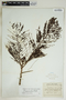 Phyllanthus acacioides image