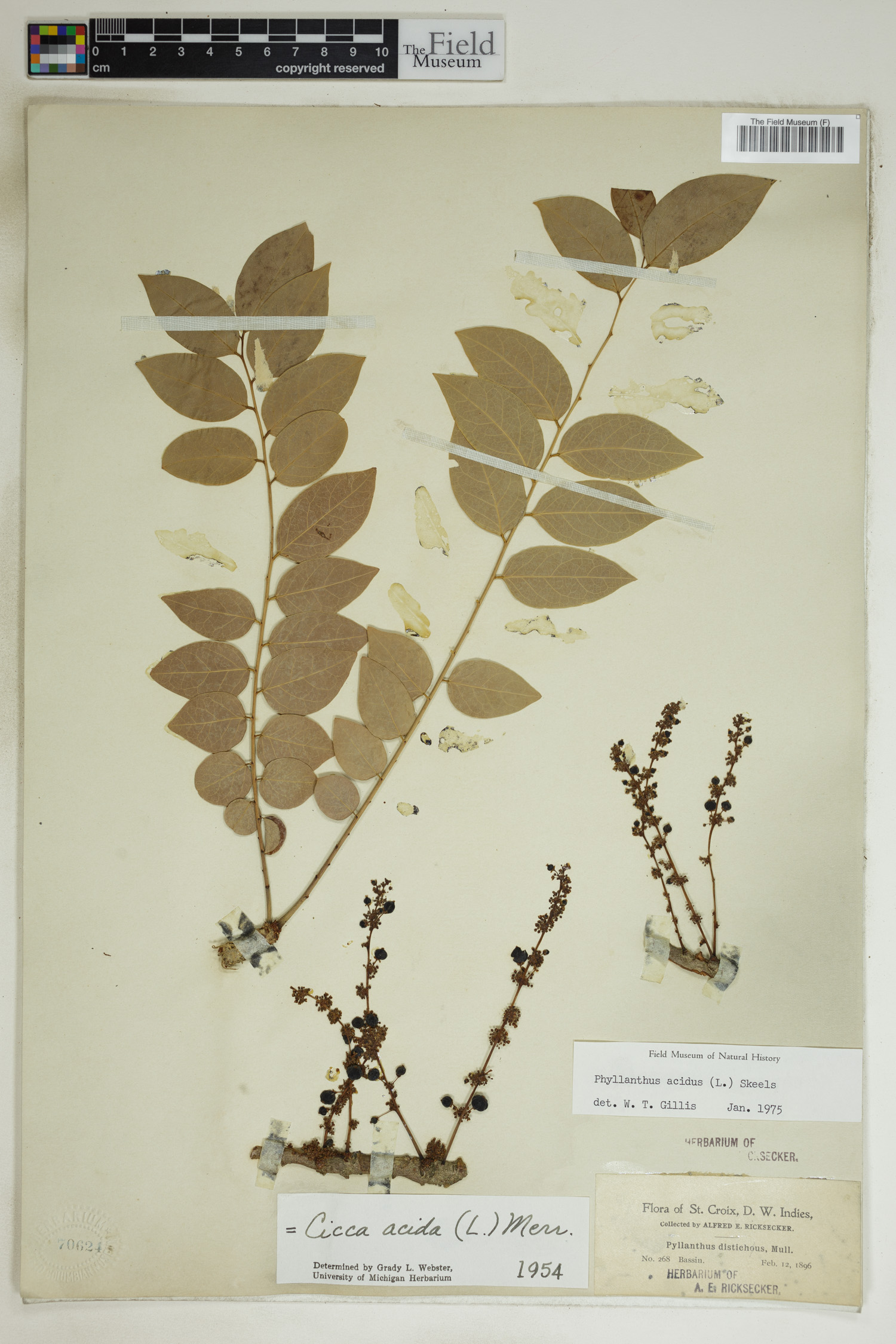 A E Ricksecker Botanical Collections