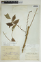 Phyllanthus acidus image