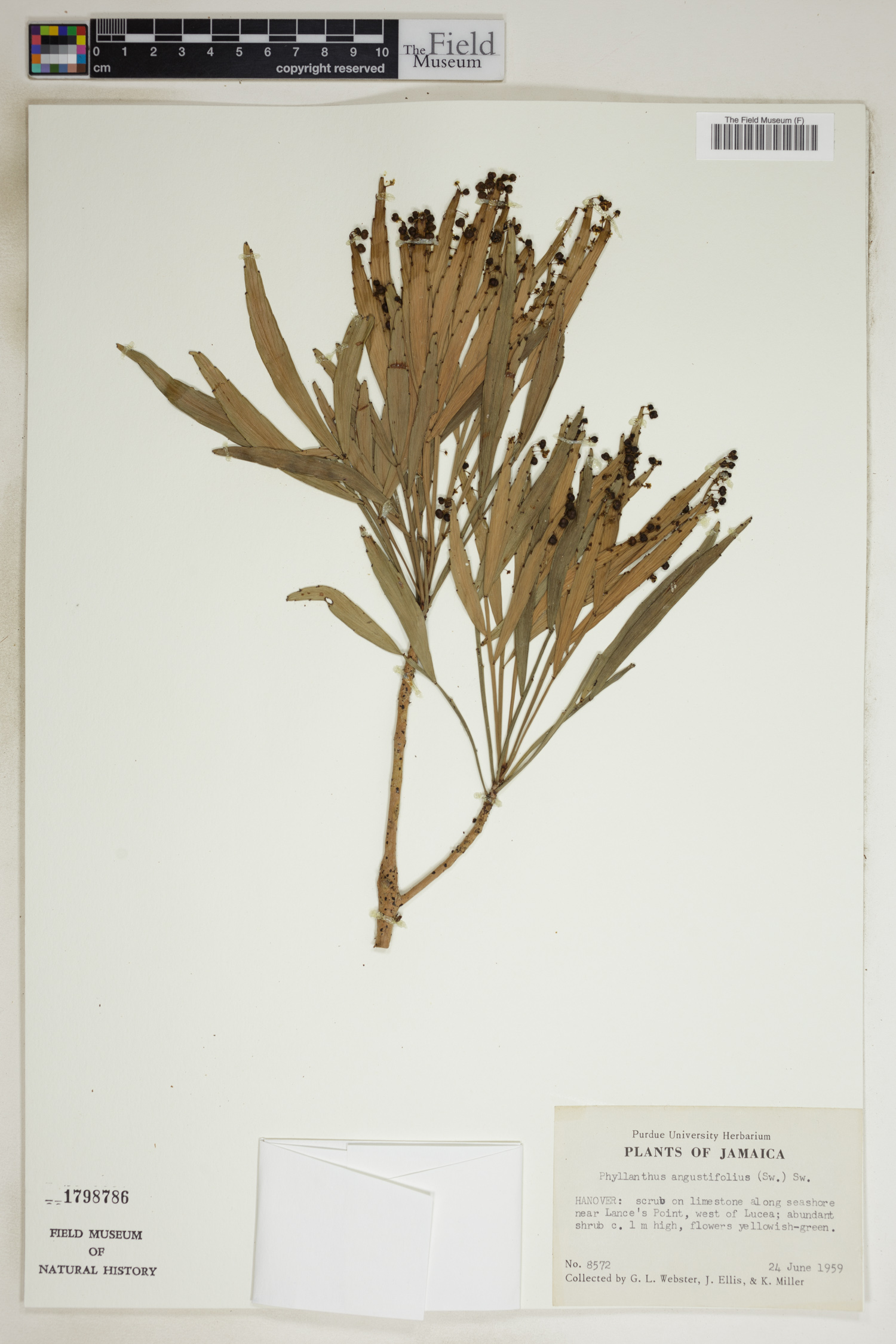 Phyllanthus angustifolius image