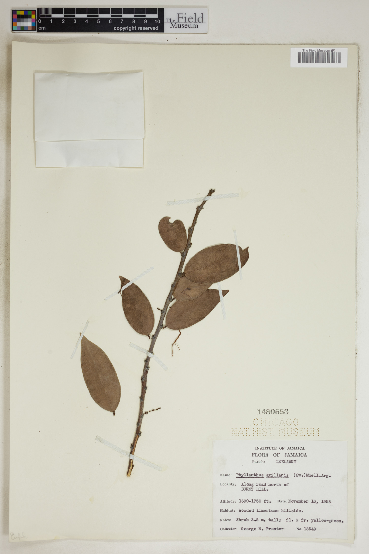 Phyllanthus axillaris image