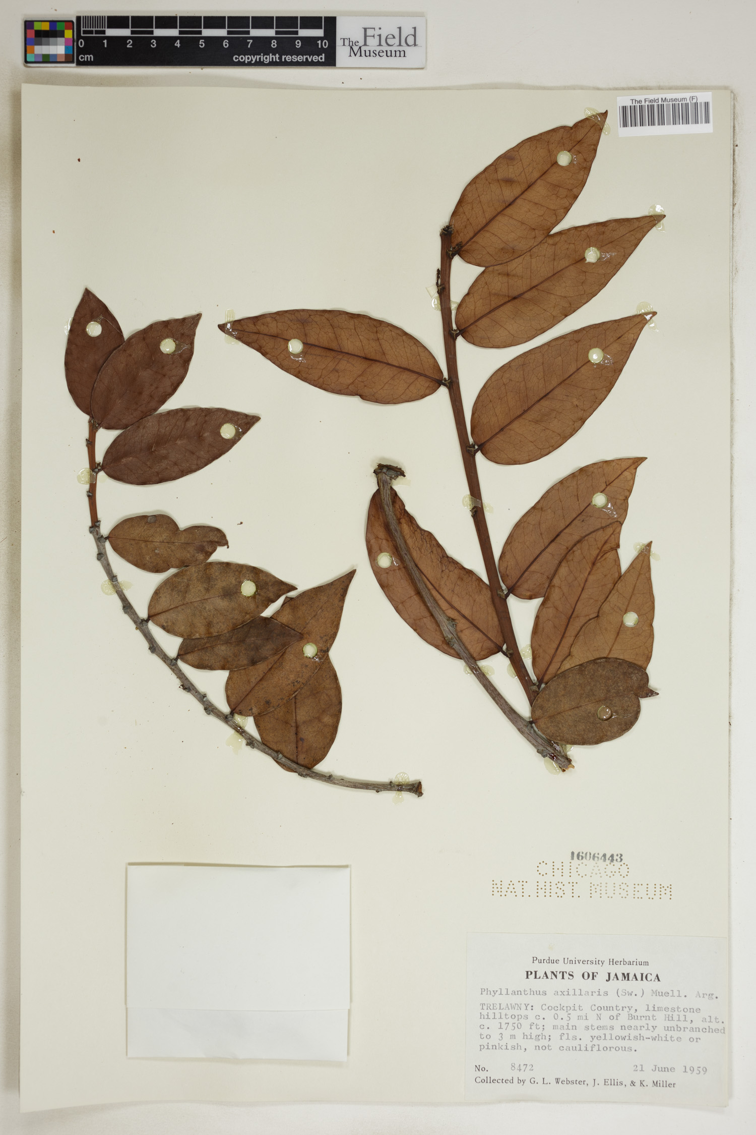 Phyllanthus axillaris image