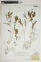 Phyllanthus caribaeus image