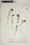 Phyllanthus caroliniensis subsp. guianensis (Klotzsch) G. L. Webster, Antigua and Barbuda, H. E. Box 1226, F