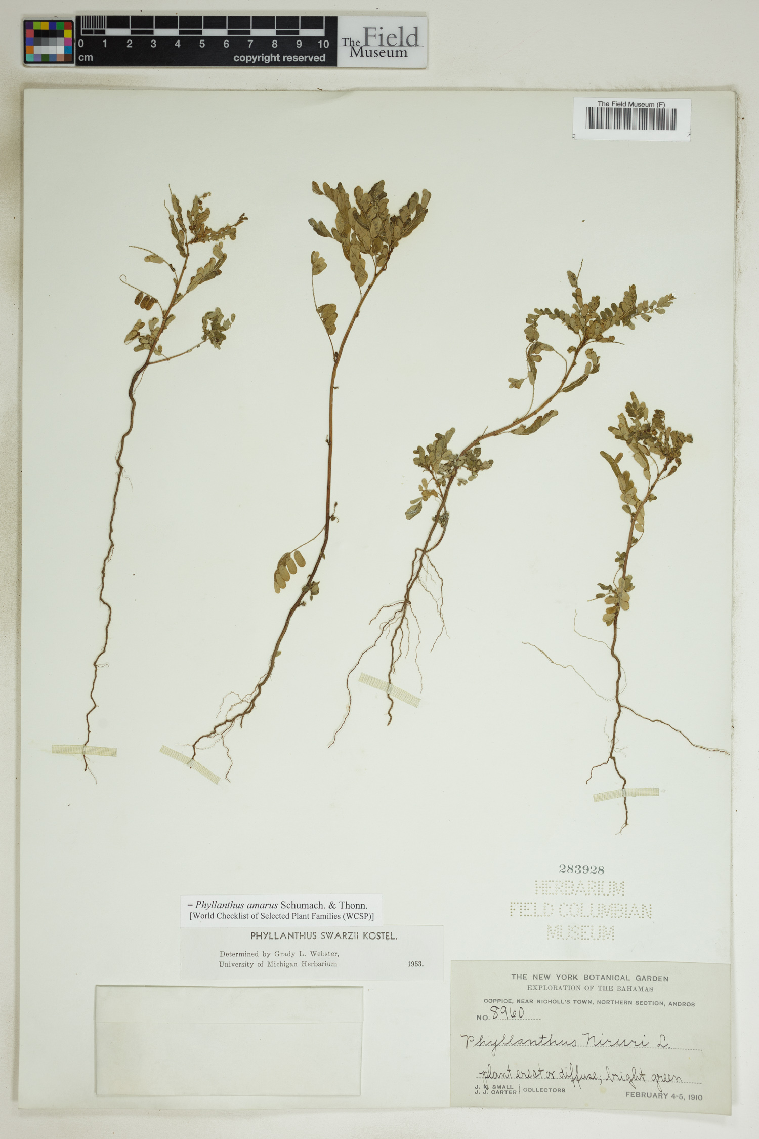 Phyllanthus amarus image