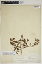 Margaritaria scandens (C. Wright ex Griseb.) G. L. Webster, Bahamas, J. I. Northrop 488, F