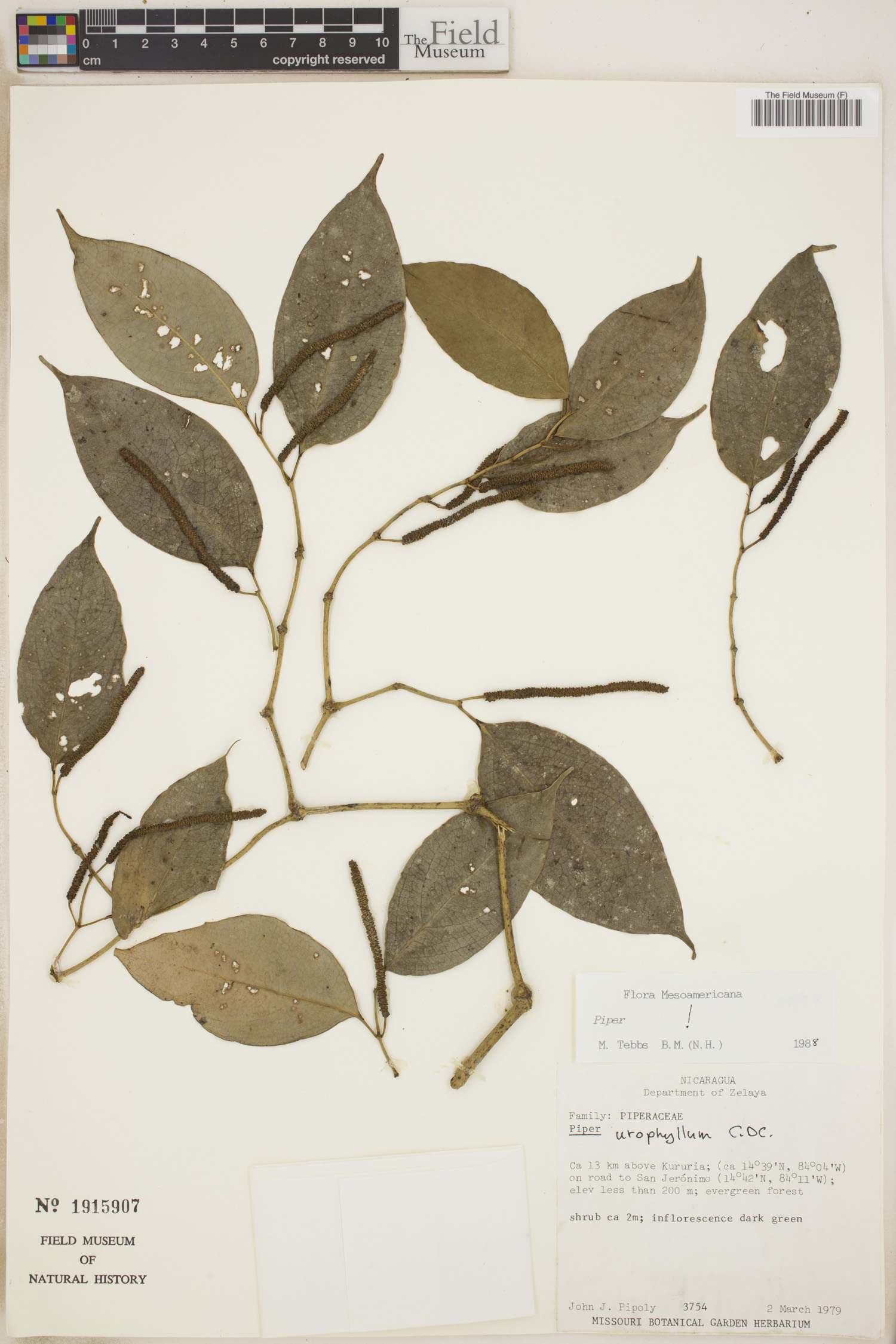 Piper urophyllum image