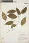 Piper urophyllum C. DC., Nicaragua, W. D. Stevens 7058, F