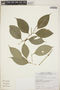 Piper urophyllum C. DC., Honduras, P. R. House 1837, F