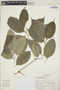 Piper urophyllum image