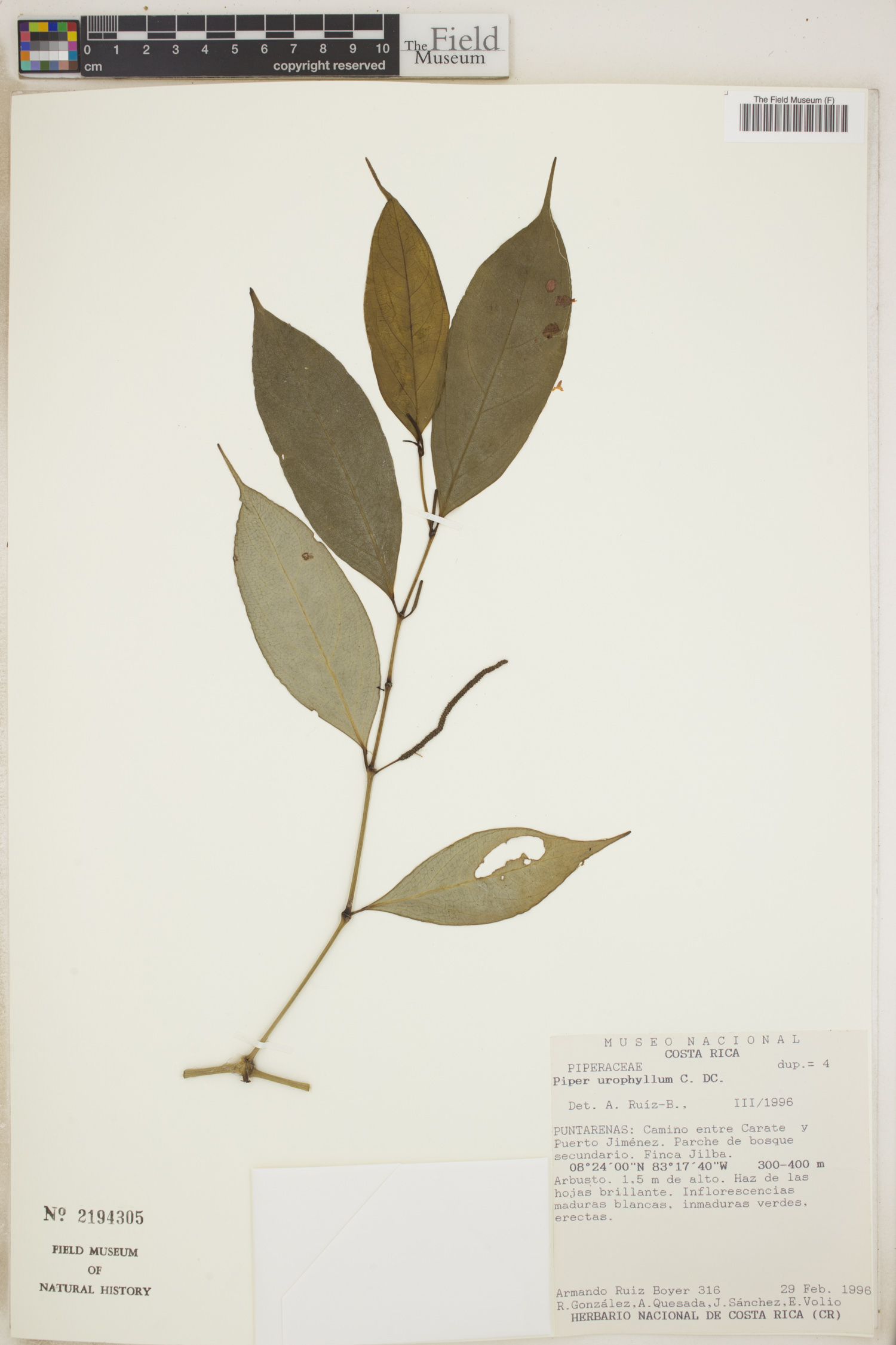 Piper urophyllum image