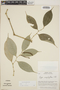Piper urophyllum image