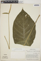 Anthurium acutifolium image