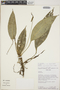 Anthurium angustispadix image