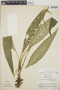 Anthurium angustispadix Croat & R. A. Baker, Costa Rica, W. C. Burger 4455, F
