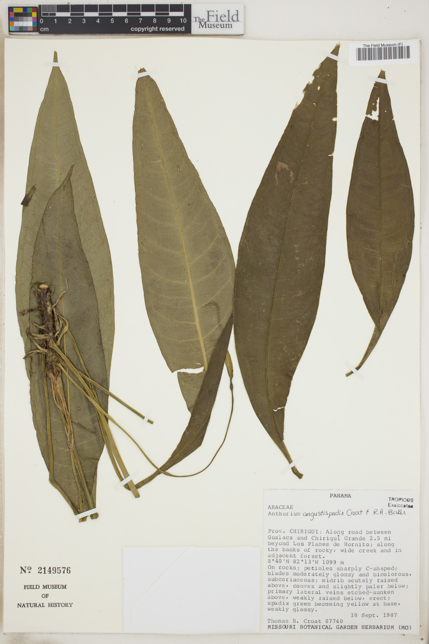 Anthurium angustispadix image