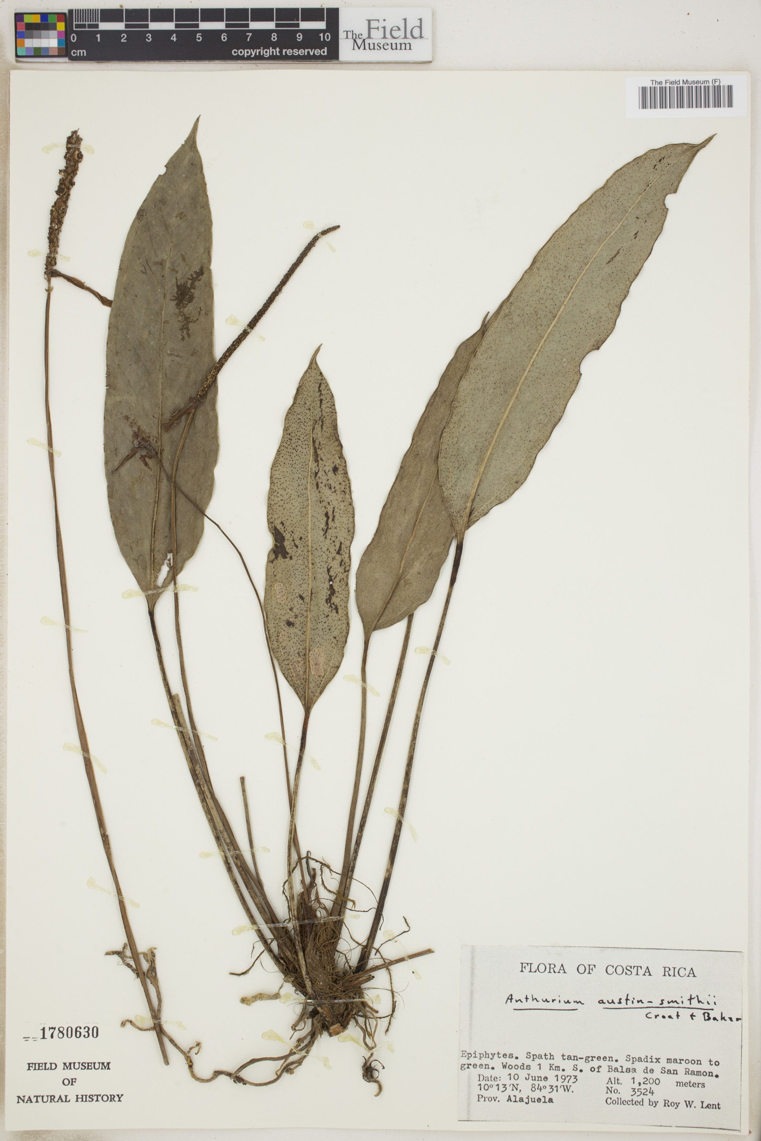 Anthurium austin-smithii image