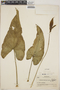 Anthurium beltianum image