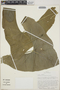 Anthurium berriozabalense image