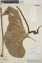 Anthurium brownii image