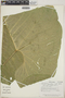 Anthurium caperatum image
