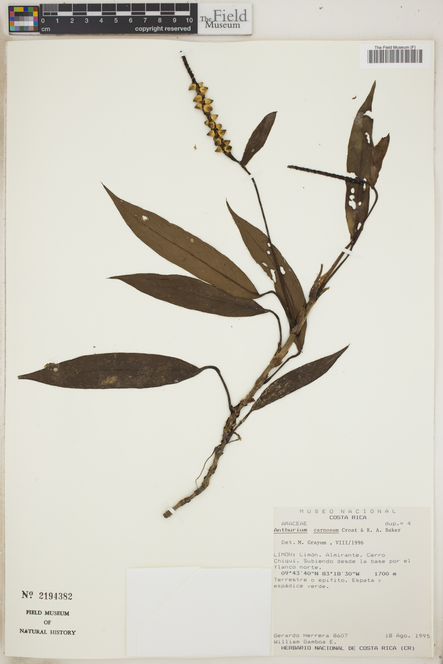 Anthurium carnosum image