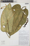 Anthurium pulcachense Croat, Peru, T. B. Croat 58062, F
