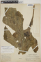 Anthurium clavigerum Poepp., Costa Rica, A. M. Brenes 12189, F