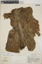 Anthurium clavigerum Poepp., Costa Rica, A. Jiménez M. 4157, F