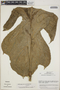 Anthurium clavigerum Poepp., Costa Rica, R. A. Baker 176, F
