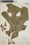 Anthurium clavigerum Poepp., Costa Rica, R. W. Lent 2672, F