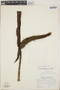 Anthurium clavigerum Poepp., Costa Rica, R. W. Lent 175, F