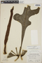 Anthurium clavigerum Poepp., Costa Rica, R. W. Lent 1410, F