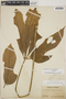 Anthurium clavigerum Poepp., Panama, S. W. Frost 198, F