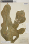 Anthurium clavigerum Poepp., Panama, P. C. Standley 25722, F