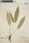 Anthurium clavigerum Poepp., Panama, O. Shattuck 762, F