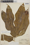 Anthurium clavigerum Poepp., Panama, O. Shattuck 289, F