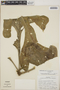 Anthurium clavigerum Poepp., Panama, P. Busey 606, F
